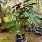 Avocatier Fruitier Nonygra 1m