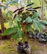 Avocatier Fruitier Nonygra 1m