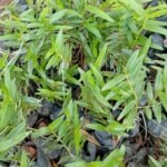 Epidendrum Radicans Nonygra 20cm