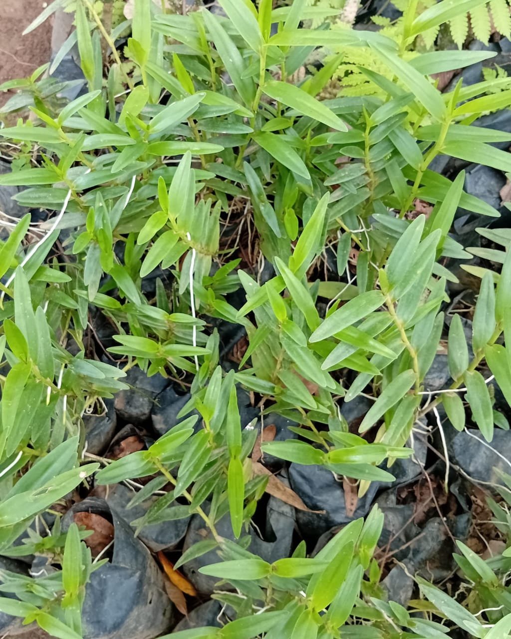 WhatsApp Image 2026-02-04 at 14.10.13 (2) Epidendrum Radicans Nonygra 20cm – Image 1