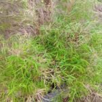 Pogonatherum Crinitum Nonygra 25cm