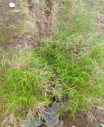 Pogonatherum Crinitum Nonygra 25cm