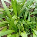 Setaria Palmifolia Nonygra 50cm