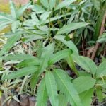 Manguier Fruitier Nonygra 1m