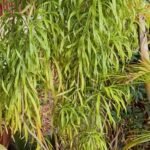 Dracaena Angustifolia Nonygra 30cm