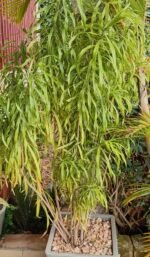 Dracaena Angustifolia Nonygra 30cm