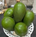 Avocatier Fruitier Nonygra 1m – Image 2