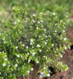 Cuphea Hyssopifolia 20cm – Image 2