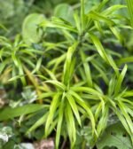 Dracaena Angustifolia Nonygra 30cm – Image 2