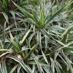 Pandanus tectorius Nonygra 50cm