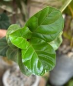 Figuier Lyrata Nonygra 50cm – Image 2