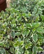 Vanillier de Cayenne Nonygra – Image 2