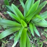 Clivia Miniata Nonygra 15cm