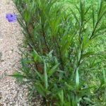 Ruellia Simplex Nonygra 25cm