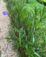 Ruellia Simplex Nonygra 25cm