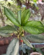 Aglaonema Commutatum Nonygra 30cm – Image 2