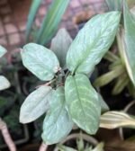 Aglaonema Commutatum Nonygra 30cm – Image 3