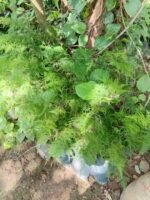 Aspergus setaceus Nonygra 25cm – Image 2