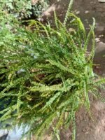 Pellaea Rotundifolia Nonygra 20cm – Image 2