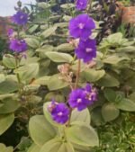 Tibouchina Urivuleana Nonygra 20cm – Image 2