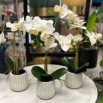 White Touch Orchid 53cm