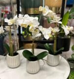White Touch Orchid 53cm