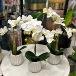 Orchidreal touch 53 cm White