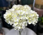 Cream Hydrangea stem 60cm