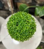 Green Teagrass Ball 25cm