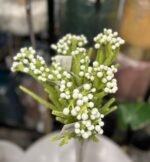 White Snowberry Fynbos 60cm