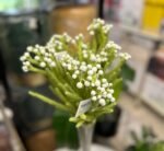 White Snowberry Fynbos 60cm – Image 2
