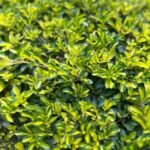 Duranta Erecta Nonygra 25cm