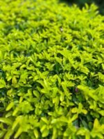 Duranta Erecta Nonygra 25cm – Image 3