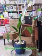 Eucharis Amazonica Nonygra 30cm – Image 2