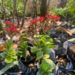 Kalanchoe Blossfeldiana Nonygra 20cm
