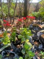Kalanchoe Blossfeldiana Nonygra 20cm