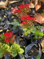 Kalanchoe Blossfeldiana Nonygra 20cm – Image 2