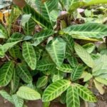 Calathea Zebrina Nonygra 20cm