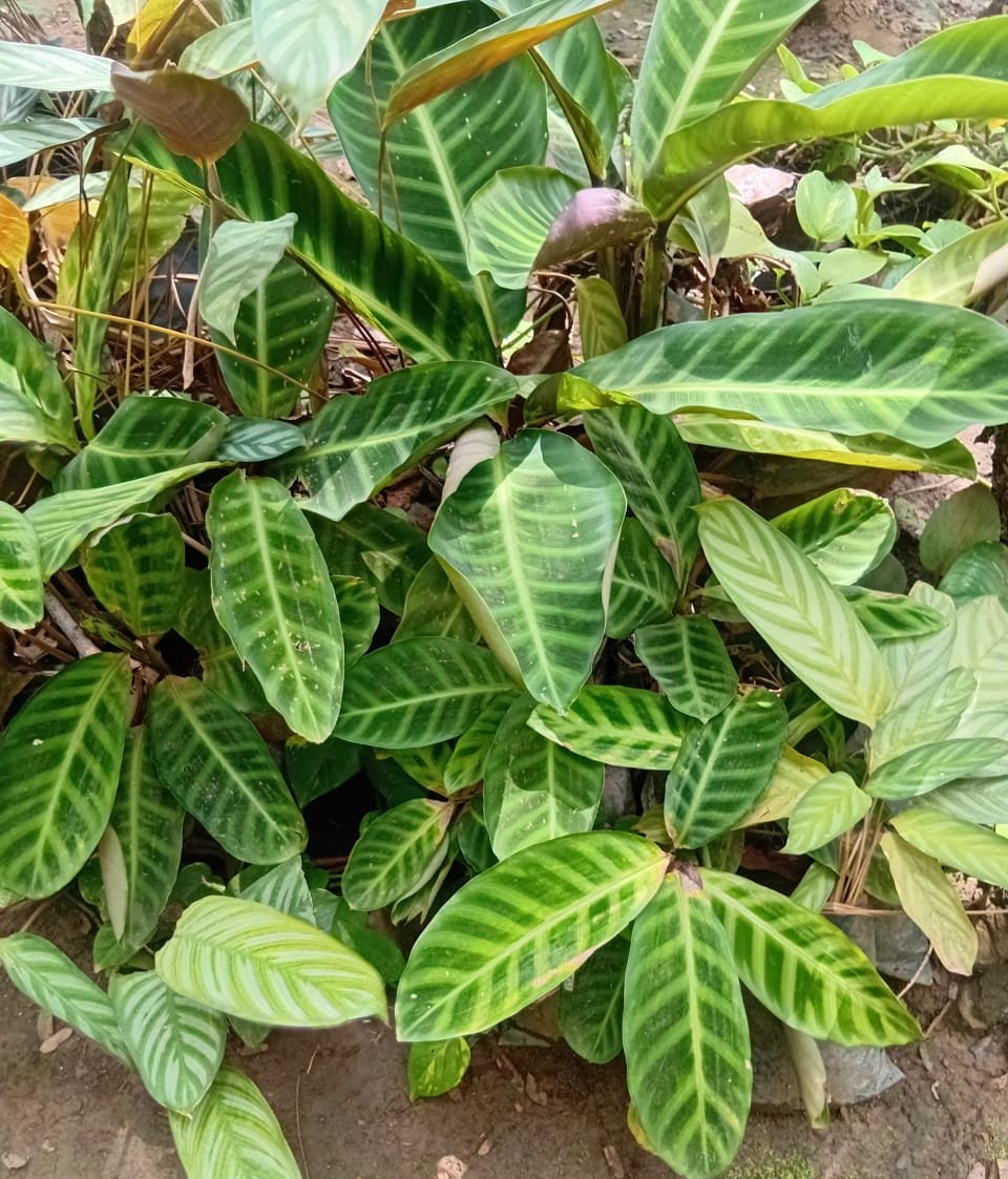 p01 Calathea Zebrina Nonygra 20cm – Image 1