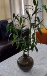 Dracenae sanderiana Nonygra 15cm – Image 2