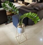 Zamioculcas zamiifolia Nonygra 19cm – Image 2