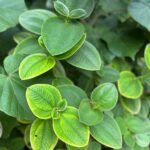 Tibouchina Urivuleana Nonygra 20cm