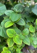 Tibouchina Urivuleana Nonygra 20cm