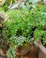 Adiantum Capillus veneris Nonygra 20cm – Image 2