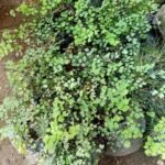 Adiantum Capillus veneris Nonygra 20cm