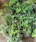 Adiantum Capillus veneris Nonygra 20cm