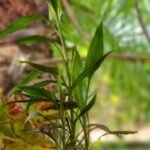 Dracenae sanderiana Nonygra 15cm