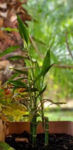 Dracenae sanderiana Nonygra 15cm