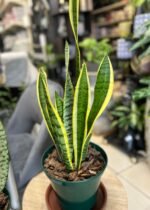 Sanseviera Trifasciata Laurentii Nonygra 45cm – Image 2