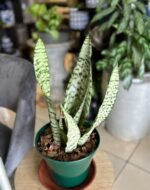 Langue de belle mère GM Nonygra – Image 2